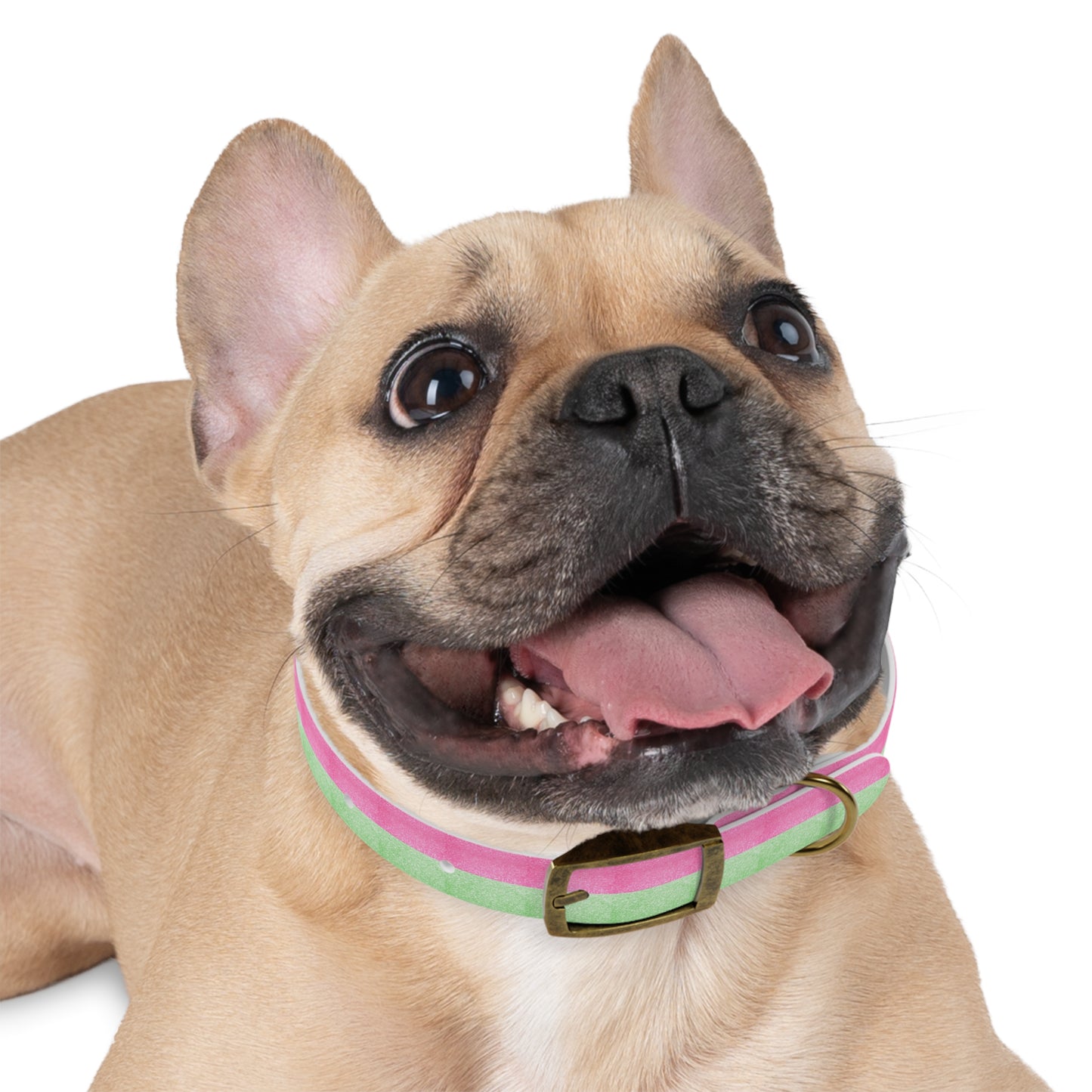 Watermelon Splash Collar