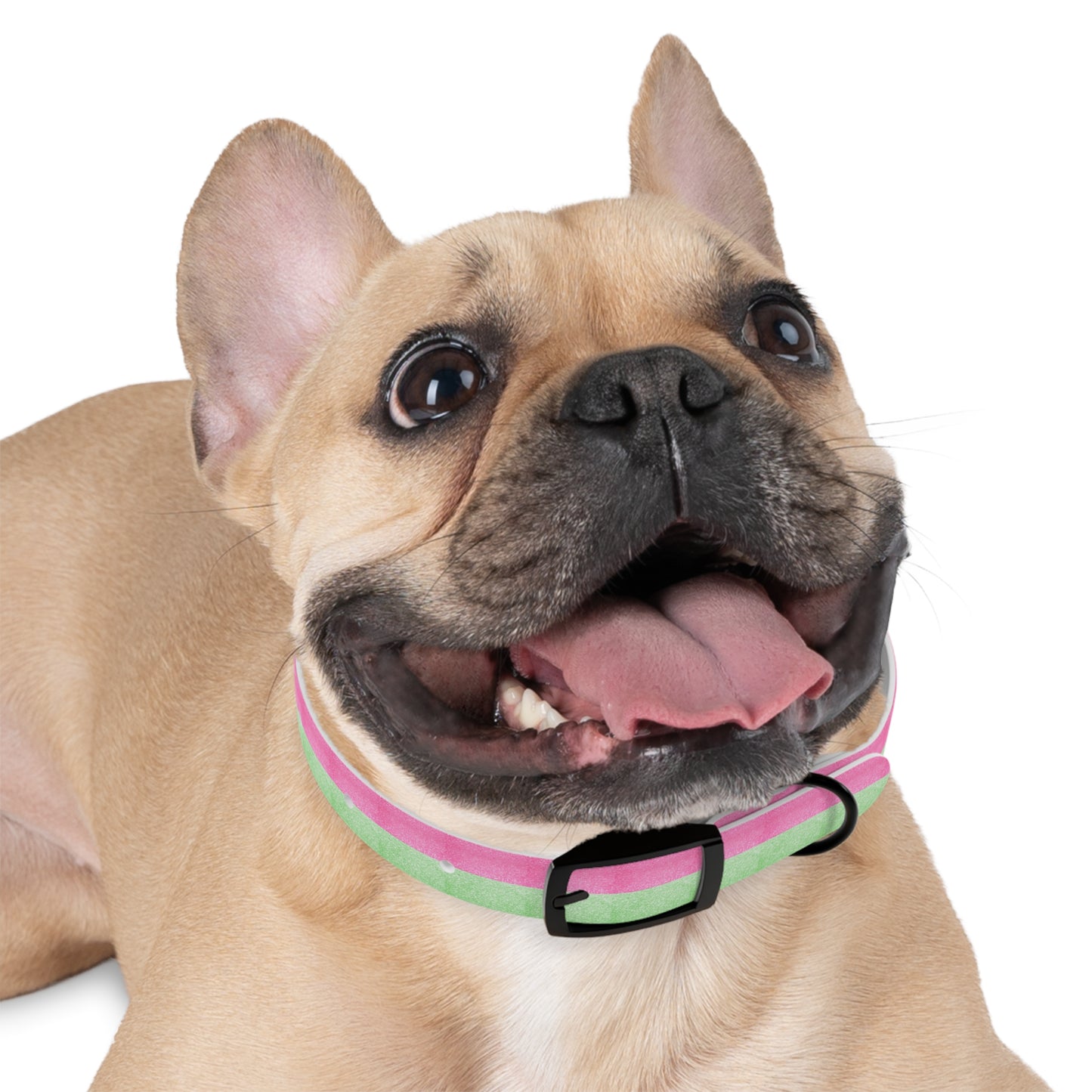 Watermelon Splash Collar
