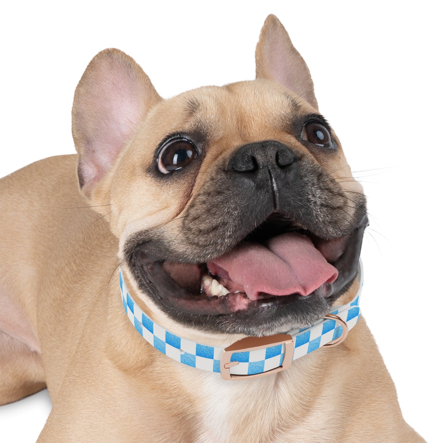 Blue Baloo Collar