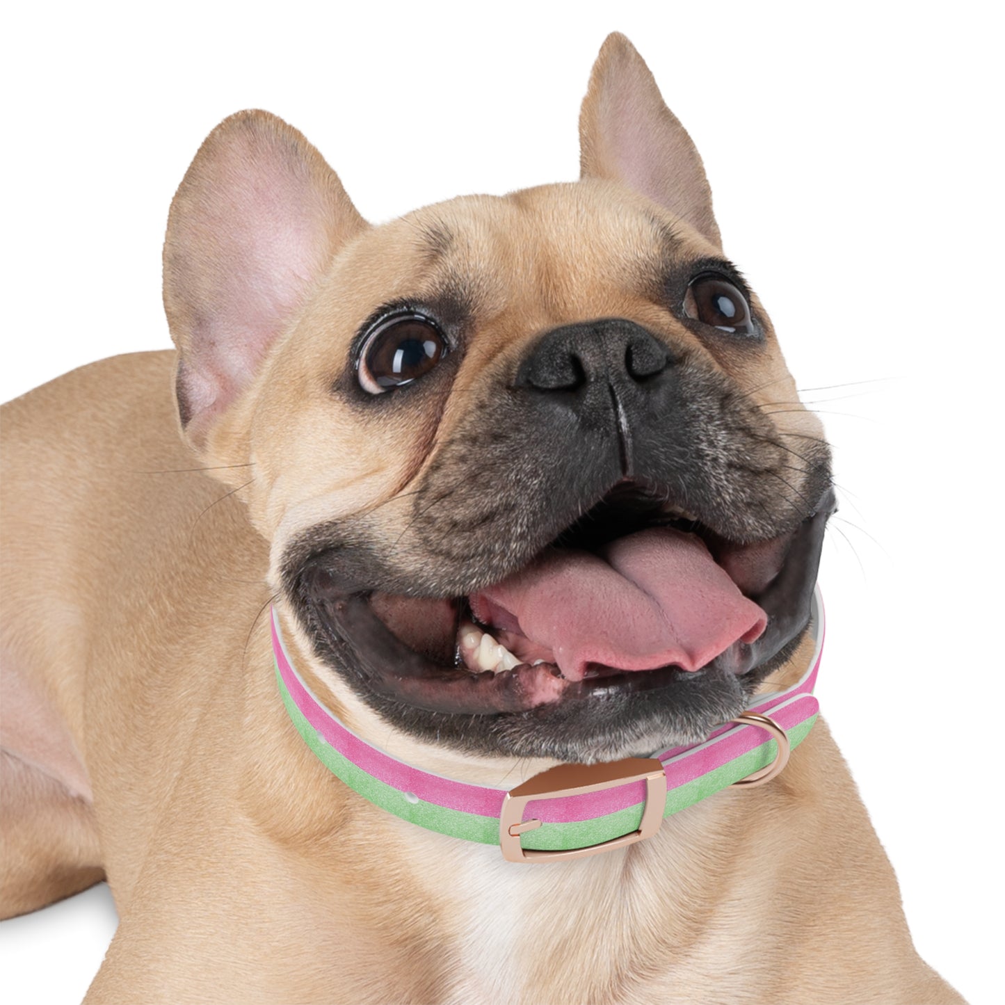 Watermelon Splash Collar