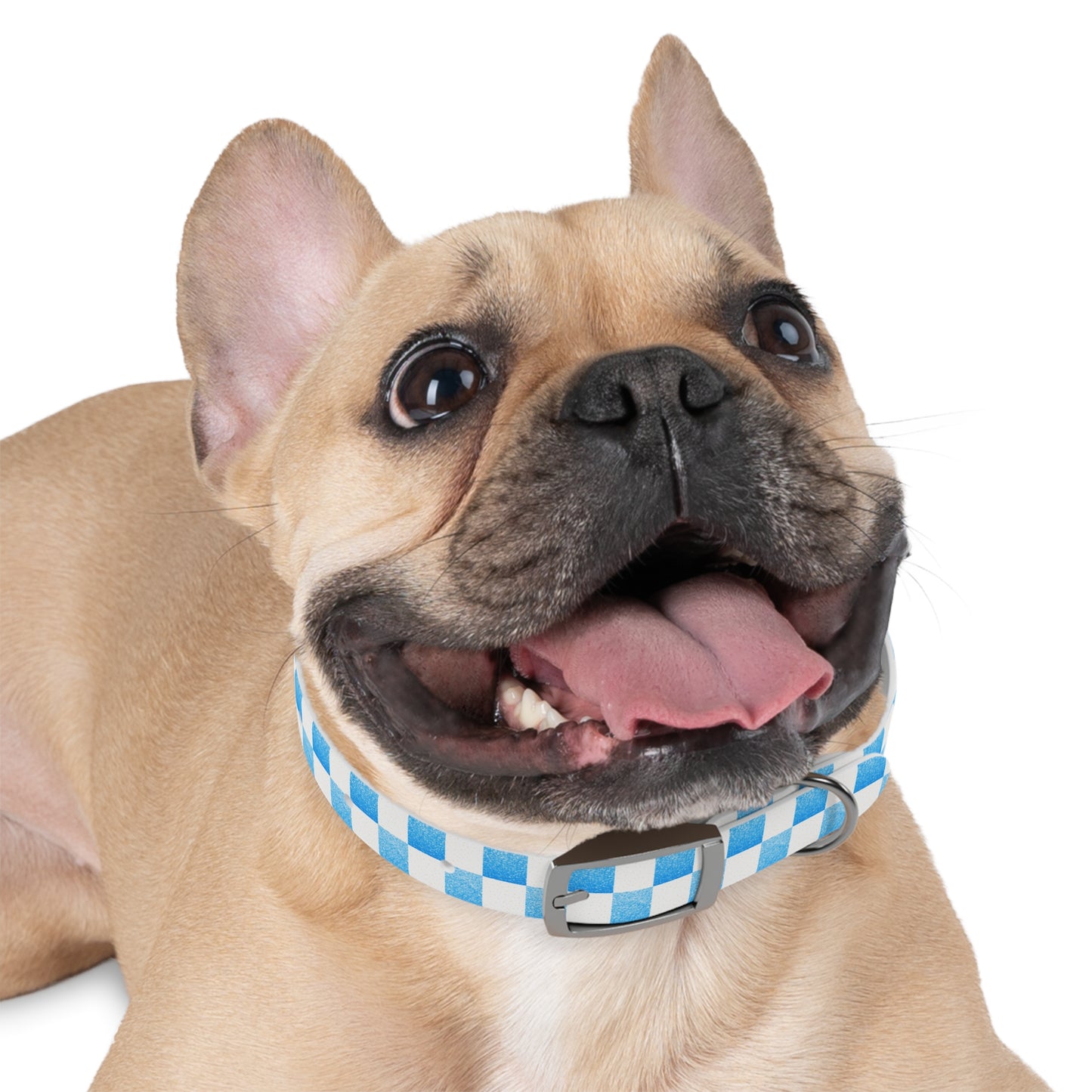 Blue Baloo Collar