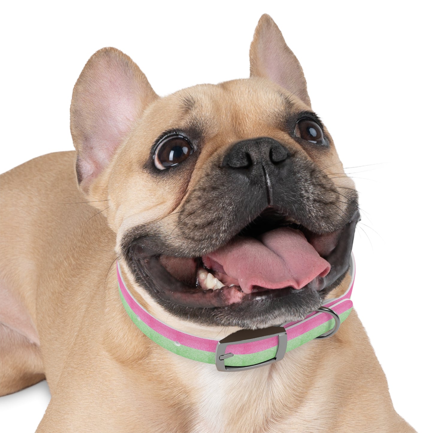 Watermelon Splash Collar